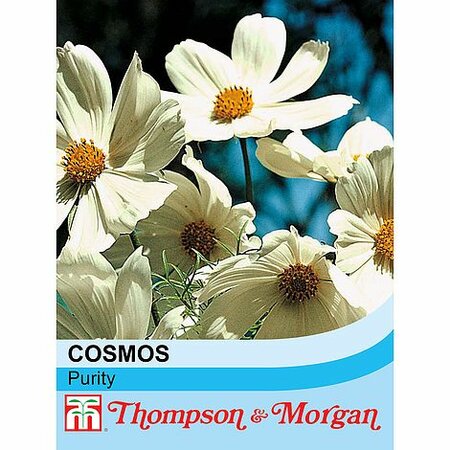 Cosmos 'Purity' - Image courtesy of T&M