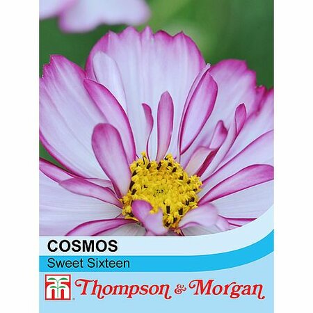 Cosmos 'Sweet Sixteen' - Image courtesy of T&M