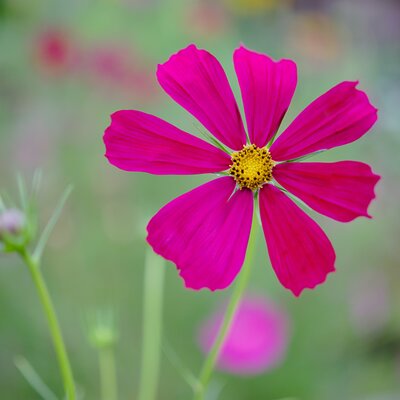 Cosmos 'Symphony Carmine' - Image by DerWeg from Pixabay 