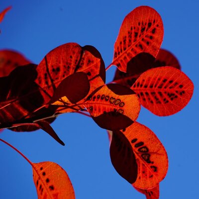 Cotinus 'Ruby Glow' - Image by Hans from Pixabay 