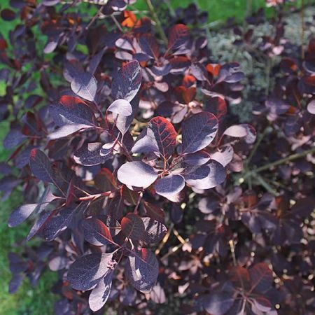 Cotinus Cogg. "Royal Purple" - Photo by Aleksandrs Balodis (CC BY-SA 4.0)