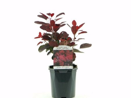 Cotinus 'Royal Purple' - Image courtesy of PlantLine