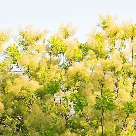 Cotinus coggygria 'Golden Lady' - Public image extract here under fair use