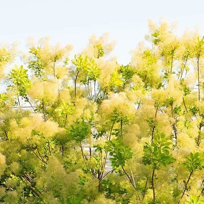 Cotinus coggygria 'Golden Lady' - Public image extract here under fair use