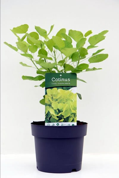 Cotinus 'Golden Spirit' (3L pot)