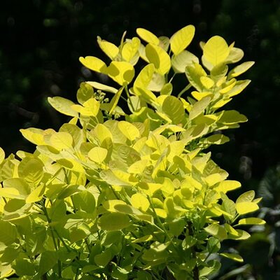 Cotinus 'Golden Spirit' - Photo by David J. Stang (CC BY-SA 4.0)