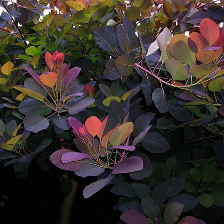 Cotinus Coggygria Grace - Photo by peganum (CC BY-SA 2.0)