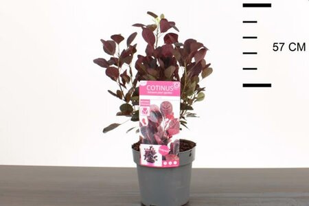 Cotinus Lilla - Image courtesy of Pannebakker