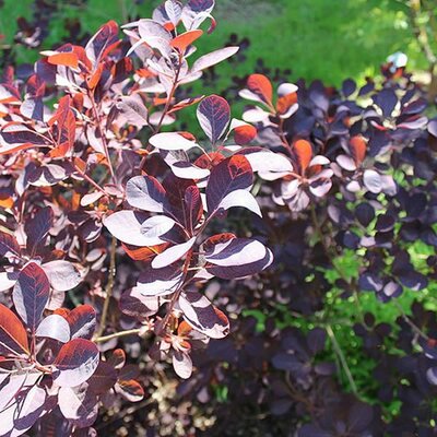 Cotinus 'Royal purple' - Photo by Aleksandrs Balodis (CC BY-SA 4.0)
