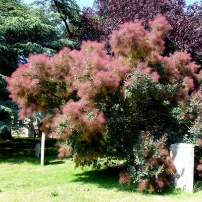 Cotinus “Smokey Joe” - Photo by Jonathan Billinger (CC BY-SA 2.0)