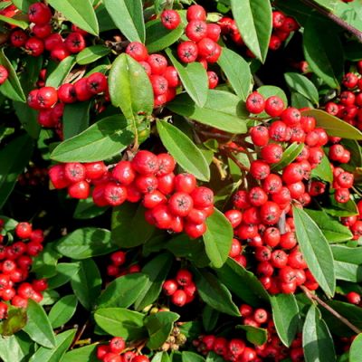 Cotoneaster "Coral Beauty" - Photo by Jonathan Billinger (CC BY-SA 2.0)