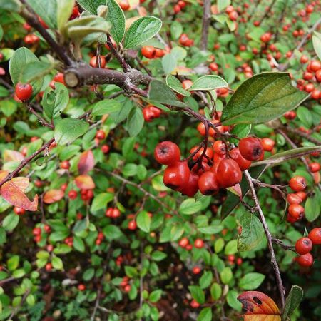 Cotoneaster Franchettii - Photo by Père Igor (GFDL)