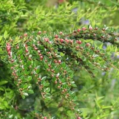 Cotoneaster Horizontalis - Photo by peganum (CC BY-SA 2.0)