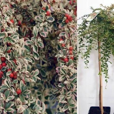 Cotoneaster 'Juliette' (10L pot)