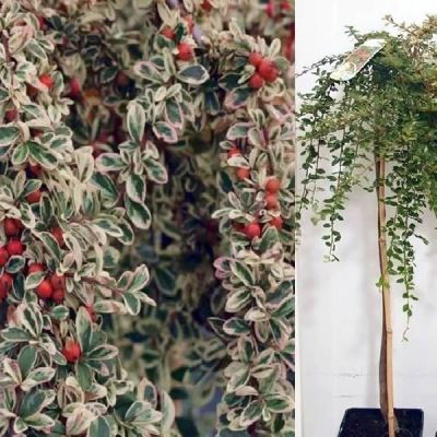 Cotoneaster 'Juliette' (10L pot)