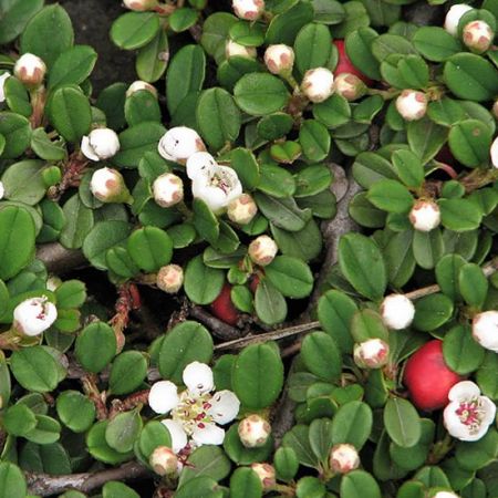 Cotoneaster microphyllus - Photo by Agnieszka Kwiecień, Nova (CC BY-SA 4.0)