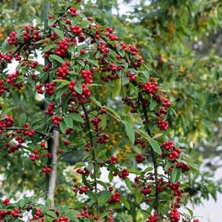 Cotoneaster Pendula Half Std - Public Domain Image