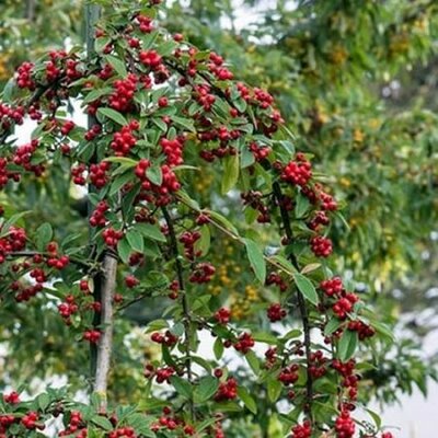 Cotoneaster Pendula Half Std - Public Domain Image