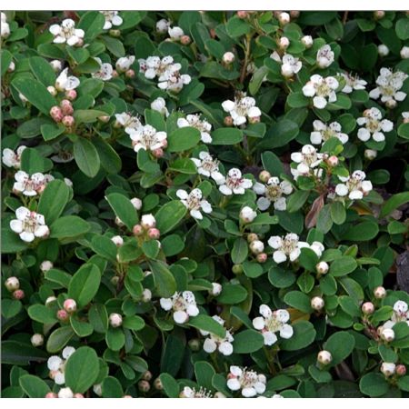 Cotoneaster "Queen of Carpet" - Photo by Babij (CC BY-SA 2.0)