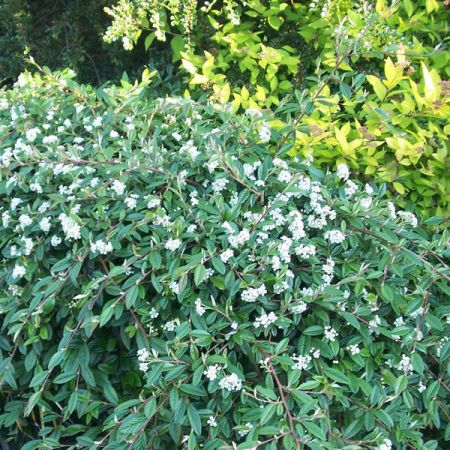 Cotoneaster salicifolia repens - Photo by Leonora (Ellie) Enking (CC BY-SA 2.0)