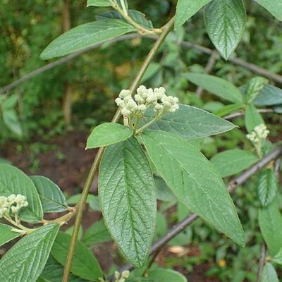 Cotoneaster 'Floccosus - Photo by Krzysztof Ziarnek, Kenraiz (CC BY-SA 4.0)