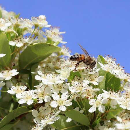 Cotoneaster 'Rothschildianus' - Image by Alban_Gogh from Pixabay 