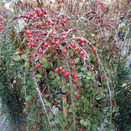 Cotoneaster 'Winter Jewel' (10L pot)