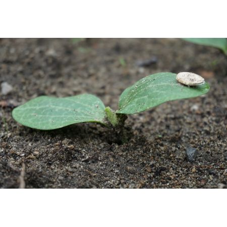 Courgette 9Cm