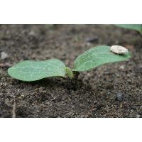 Courgette 9Cm