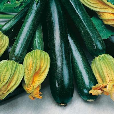 Courgette Black Beauty (Organic)