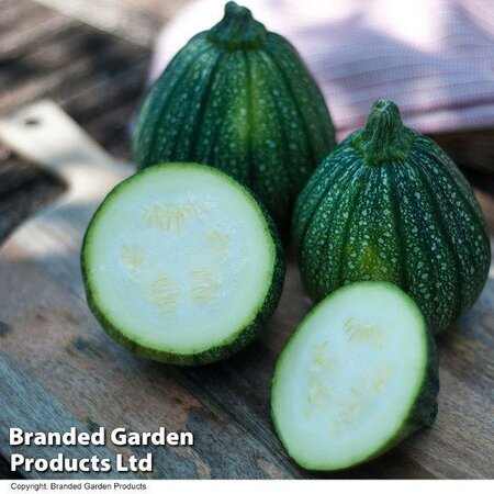 Courgette 'Boldenice' F1 - Image courtesy of Thompson & Morgan