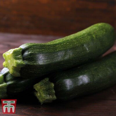Courgette 'Sure Thing' - Image courtesy of Thompson & Morgan