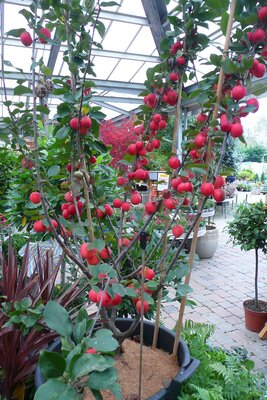 Malus 'Appletini' - Photo taken at Ardcarne Garden Centre, Boyle - 17/10/2025