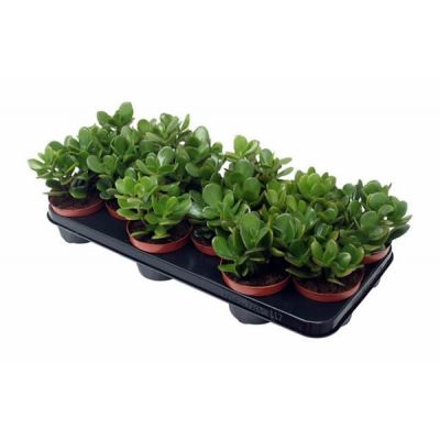 Crassula ovata (10.5cm pot)