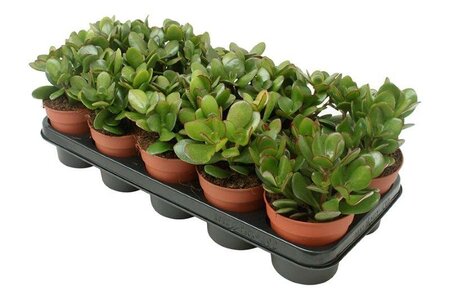 Crassula ovata² (12cm pot)