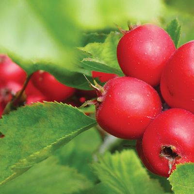 Crataegus ellwangeriana 'Fire Ball'