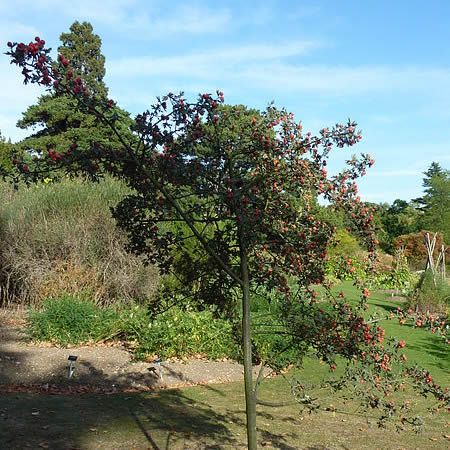 Crataegus laciniata - Photo by 	Magnus Manske (CC BY-SA 3.0)