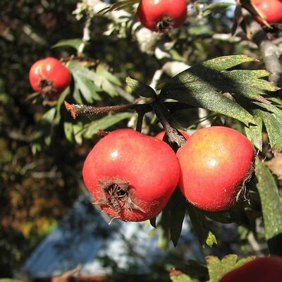 Crataegus orientalis - Photo by Melburnian (CC BY-SA 3.0)