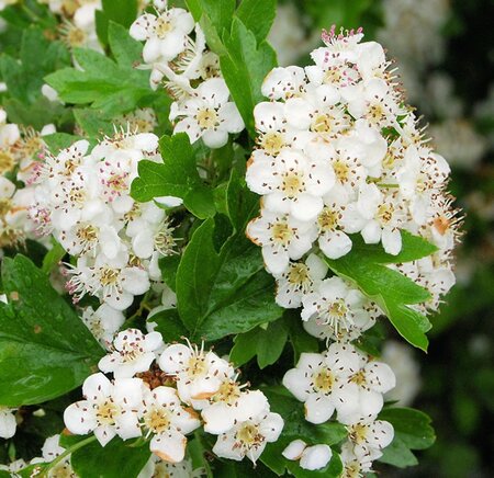 Crataegus orientalis (laciniata) (5L pot)