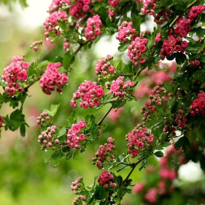 Crataegus "Pauls Scarlet" - Image by _Alicja_ from Pixabay