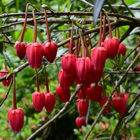 Crinodendron hookerianum - photo by Michael Garlick (CC BY-SA 2.0)