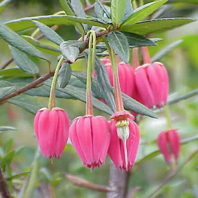 Crinodendron hookerianum 'Ashmount' - Photo by Kurt Stuber (CC BY-SAA 3.0)