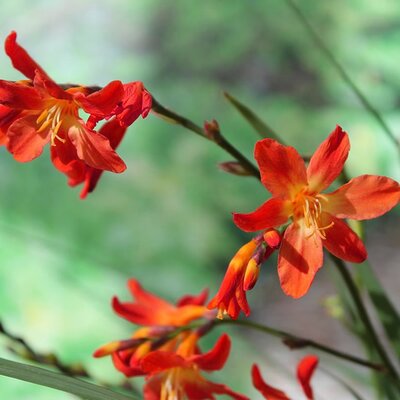 Crocosmia 'Carmine Brilliant' - Image by Steffen77 from Pixabay  