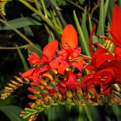 Crocosmia “Emberglow” - Image by Wolfgang Claussen from Pixabay 