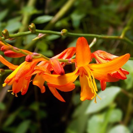 Crocosmia 'Emily McKenzie' - Image by Love Art. Live Art. from Pixabay