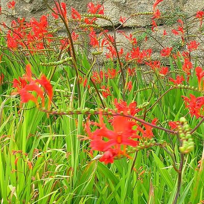 Crocosmia 'Fire King' - Photo by Semnoz (GFDL)