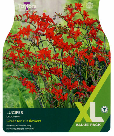 Crocosmia 'Lucifer' (15 bulbs)