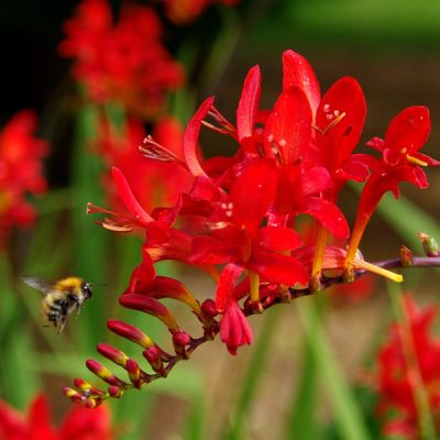 Crocosmia 'Lucifer' - Image by Walter Frehner from Pixabay 