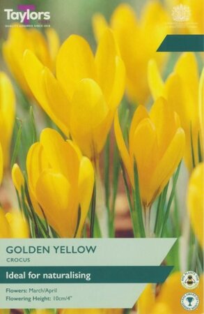 Crocus 'Golden Yellow' (8 bulbs)