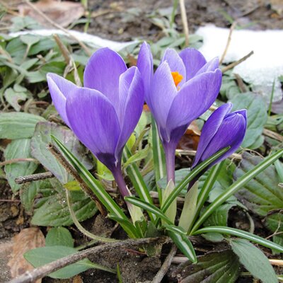 Crocus 'Grand Maitre'